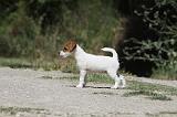 PARSON RUSSEL TERRIER 122